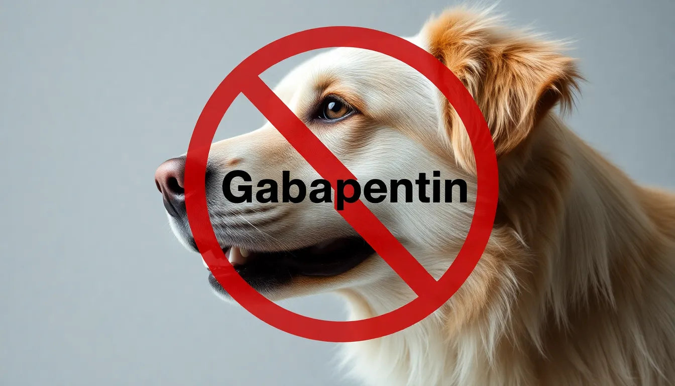 Gabapentin för hundar med diskbråck: effektiv smärtlindring eller riskfylld behandling? - Illustration